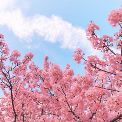 芈月传之传奇佳人手游下载